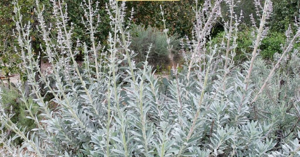White Sage (Salvia apiana)