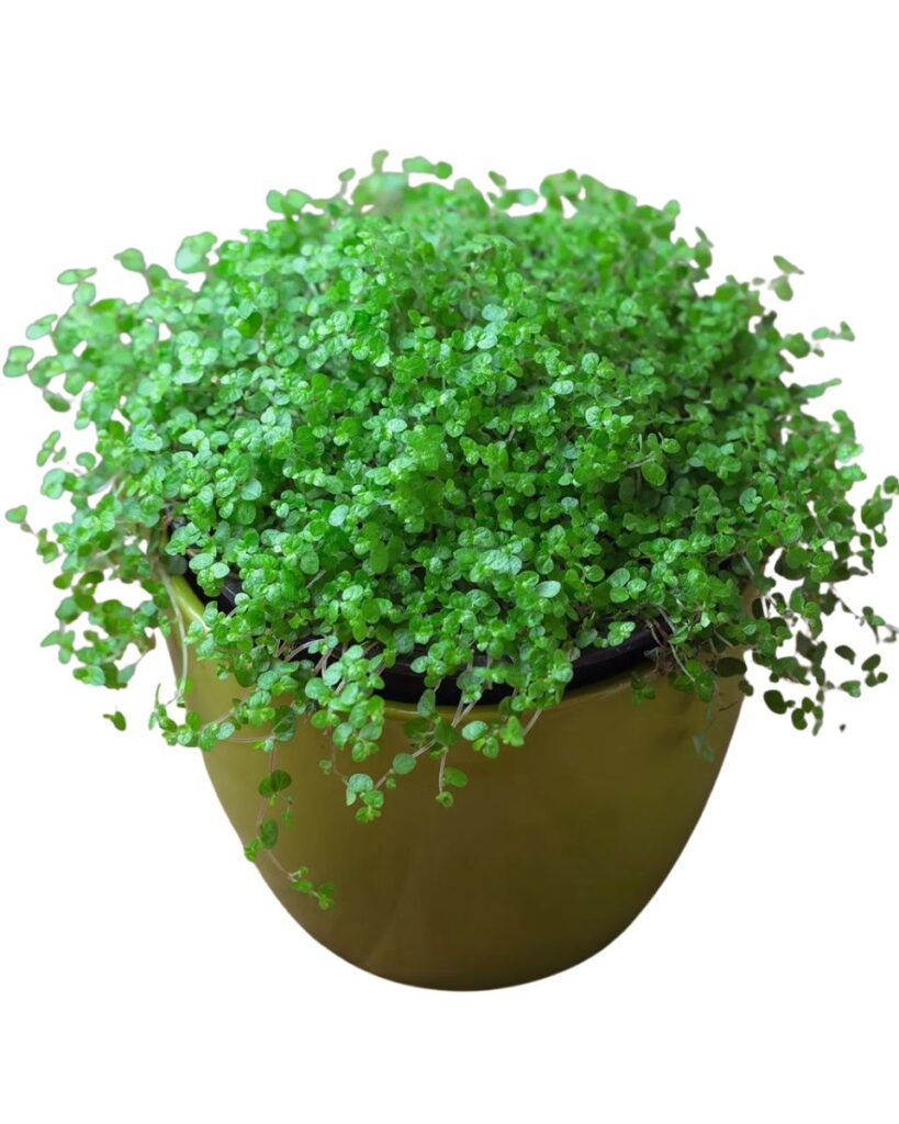 Baby Tears (Soleirolia soleirolii)