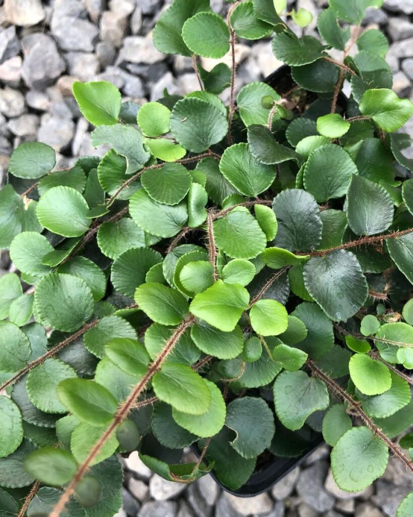 Button Fern (Pellaea rotundifolia)