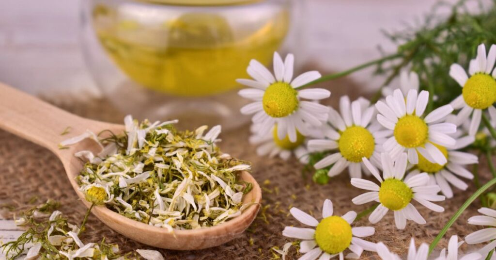 dried chamomile flowers