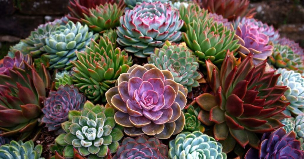 Succulents