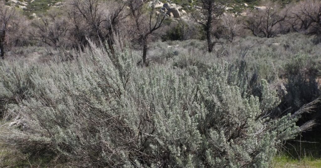 Desert Sage (Artemisia tridentata)
