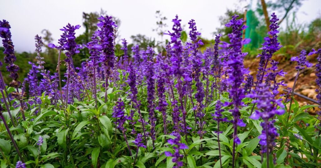 Garden Sage (Salvia officinalis)