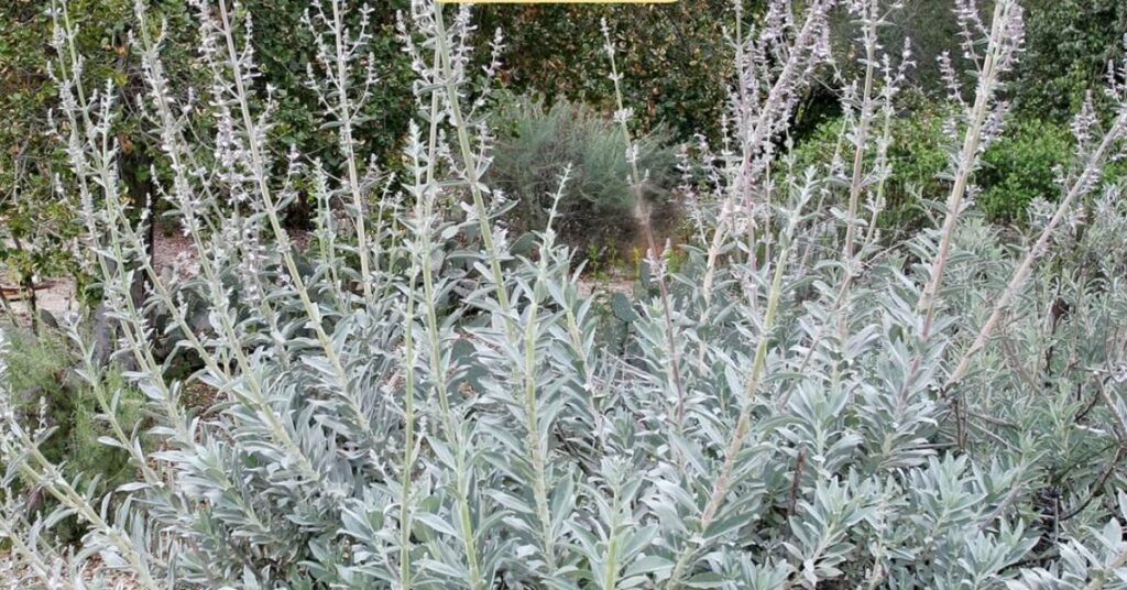 White Sage (Salvia apiana)